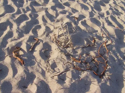 Photo 51 from Beach, 2001