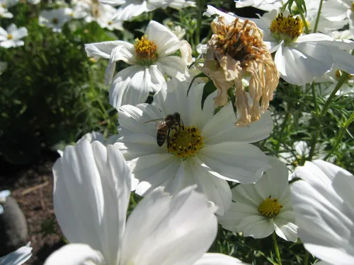 Cover photo from Cousins, 2003