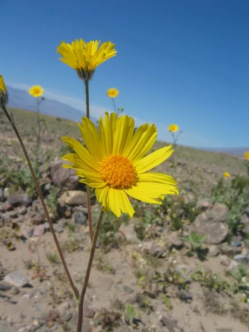 Photo 28 from Death Valley, 2005