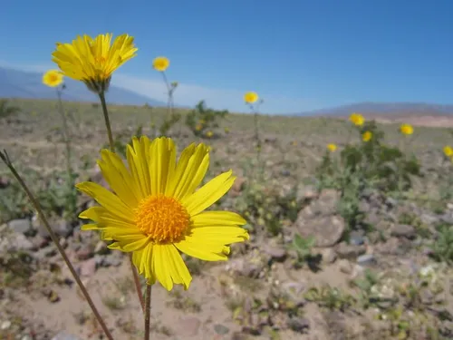 Photo 11 from Death Valley, 2005