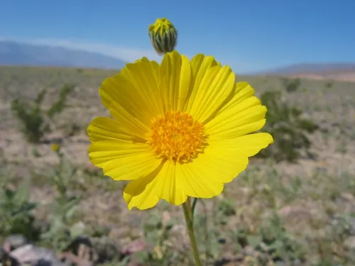 Photo 12 from Death Valley, 2005