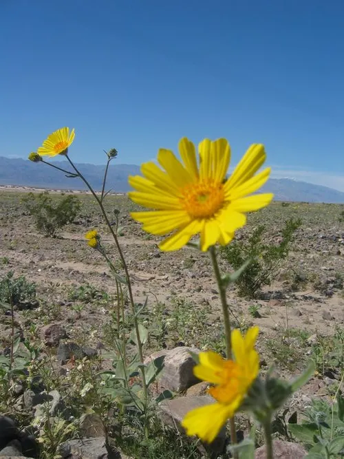 Photo 29 from Death Valley, 2005