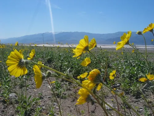 Photo 15 from Death Valley, 2005