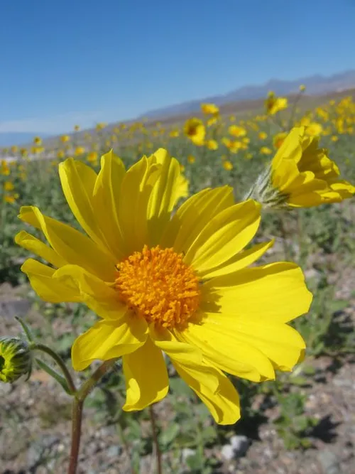 Photo 30 from Death Valley, 2005