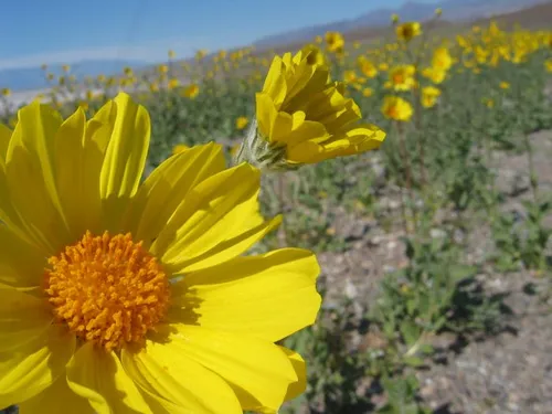 Photo 16 from Death Valley, 2005