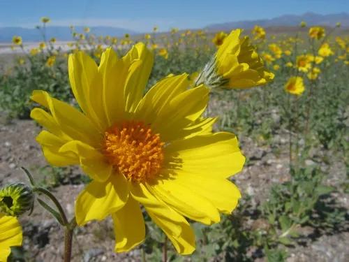 Photo 17 from Death Valley, 2005