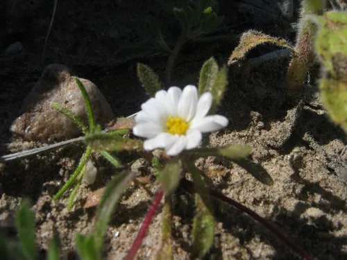 Photo 19 from Death Valley, 2005