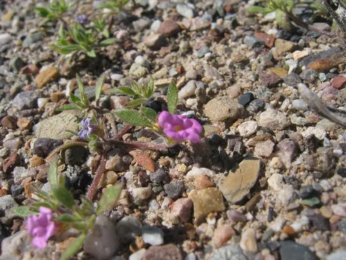 Photo 20 from Death Valley, 2005