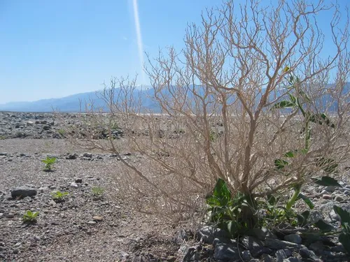 Photo 21 from Death Valley, 2005