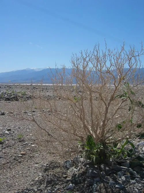 Photo 32 from Death Valley, 2005