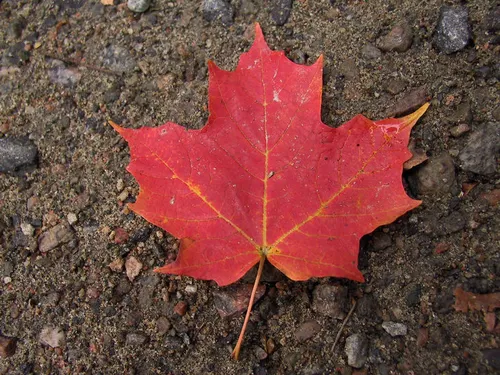 Photo 74 from Fall, 2002