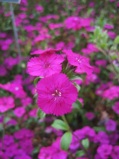 Photo 42 from Flowers Turtle Bay, Oct 2005