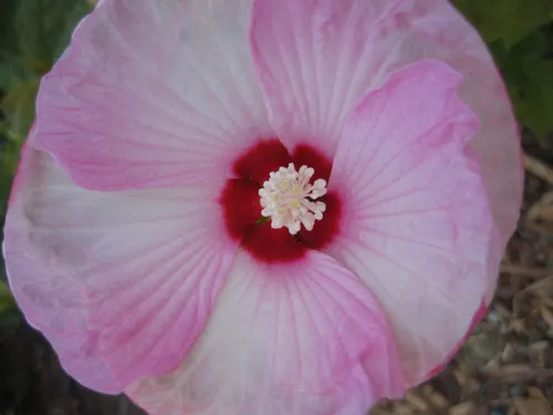 Photo 44 from Flowers Turtle Bay, Oct 2005