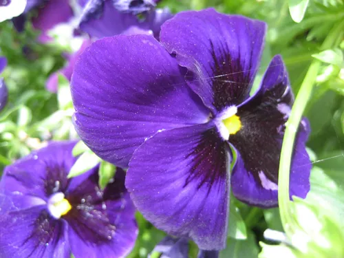 Photo 77 from Flickr, Jul 2006