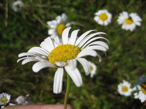 Photo 33 from Flickr, Jul 2006