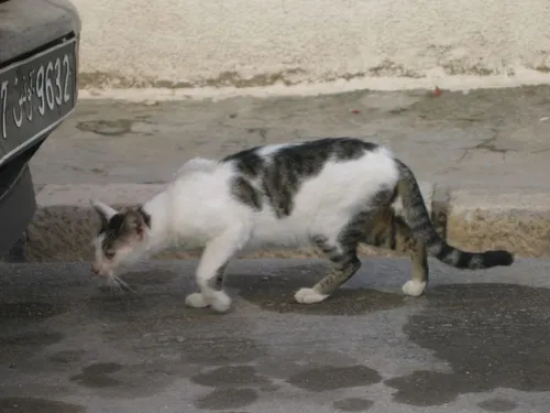 Photo 384 from Flickr, Nov 2005