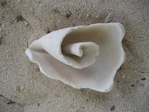 Photo 69 from Playa, Dec–Jan 2009