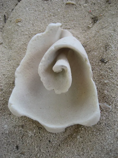 Photo 70 from Playa, Dec–Jan 2009