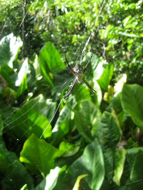 Photo 187 from Yap Village, Aug–Sep 2008
