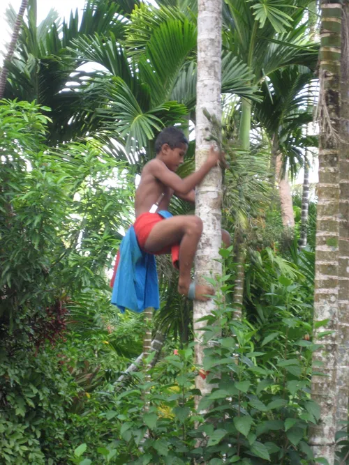 Photo 189 from Yap Village, Aug–Sep 2008