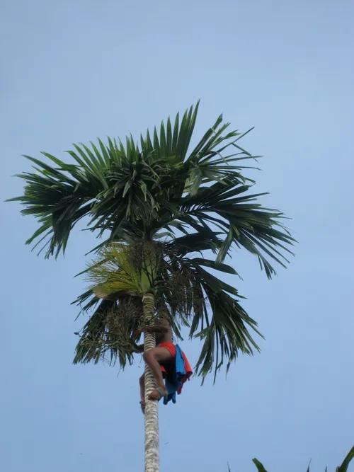 Photo 192 from Yap Village, Aug–Sep 2008