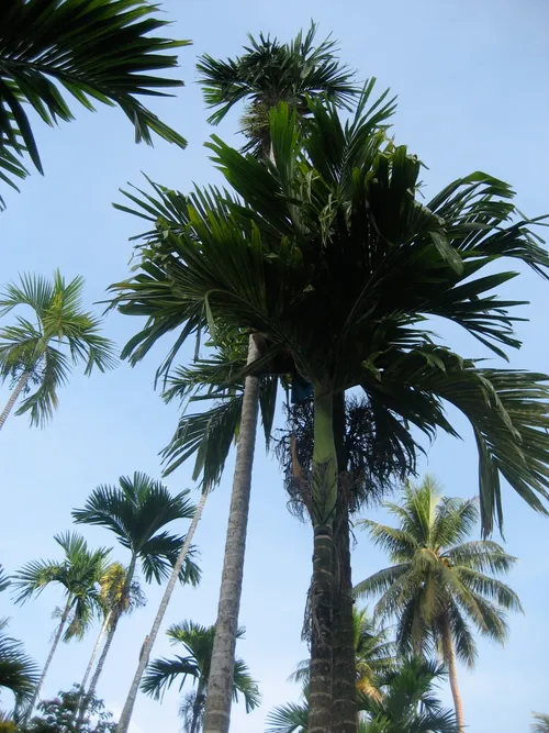 Photo 208 from Yap Village, Aug–Sep 2008