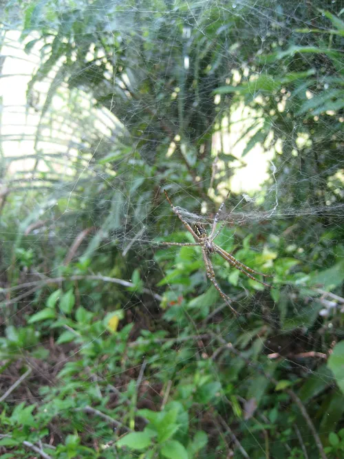 Photo 164 from Yap Village, Aug–Sep 2008