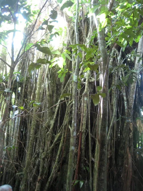 Photo 218 from Yap Village, Aug–Sep 2008