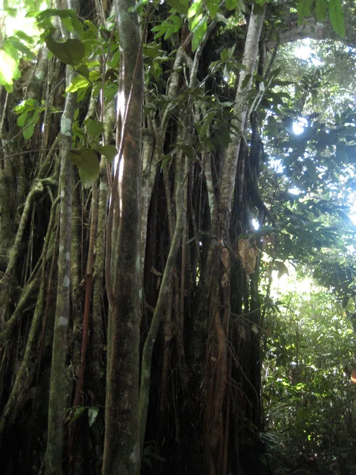 Photo 219 from Yap Village, Aug–Sep 2008