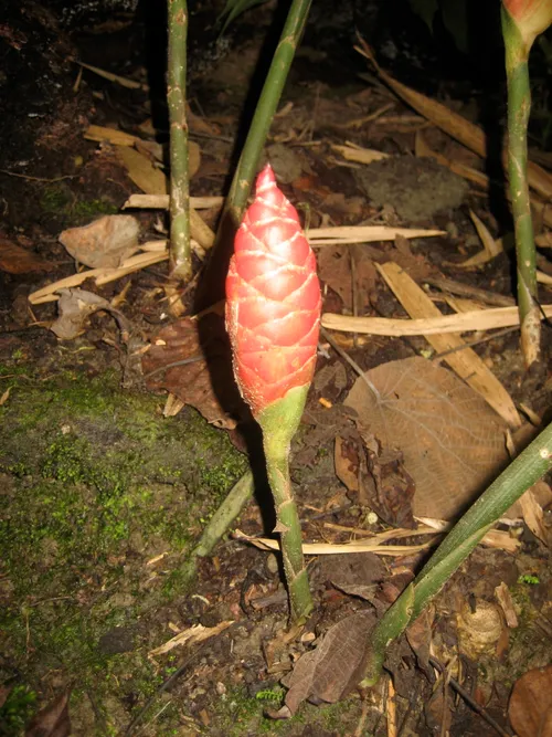 Photo 228 from Yap Village, Aug–Sep 2008