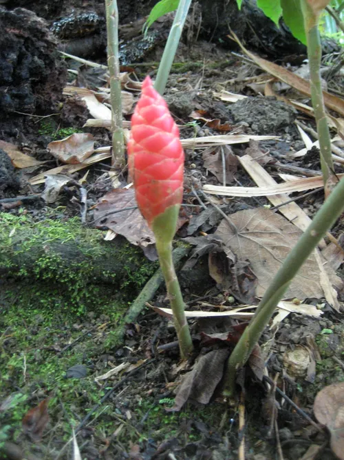 Photo 229 from Yap Village, Aug–Sep 2008