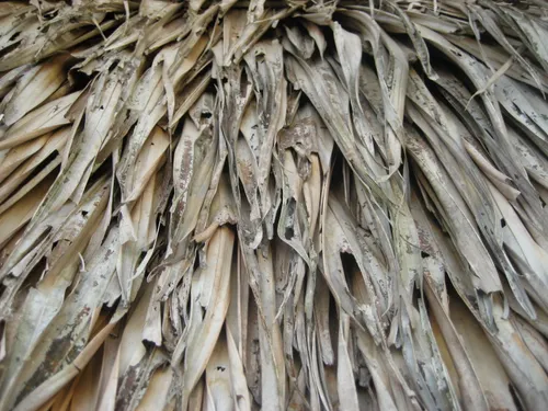 Photo 234 from Yap Village, Aug–Sep 2008