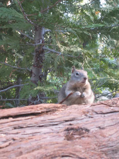 Photo 50 from Half Dome, 2003
