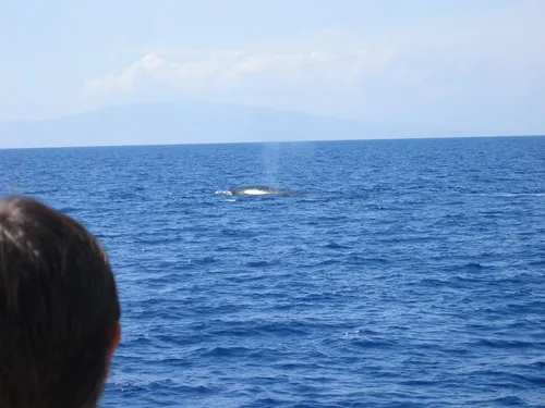 Photo 70 from Maui, 2003