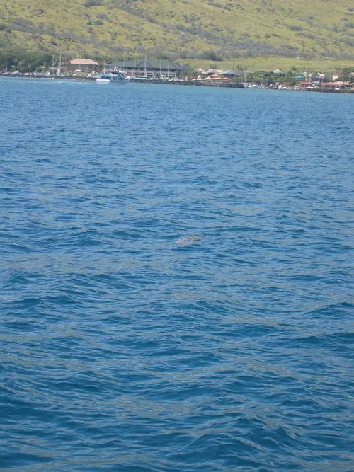 Photo 98 from Maui, 2003