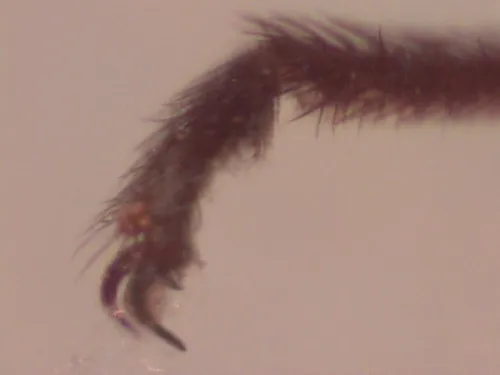 Cover photo from Microscope