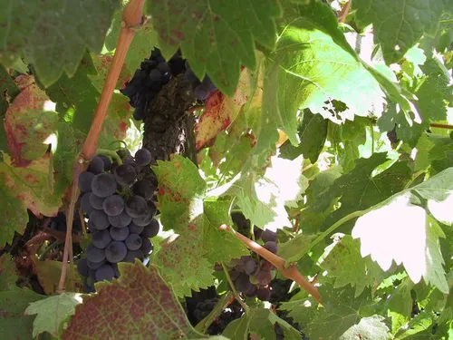 Photo 8 from Winery, 2001