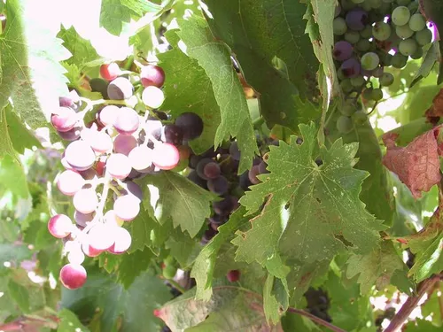 Photo 9 from Winery, 2001