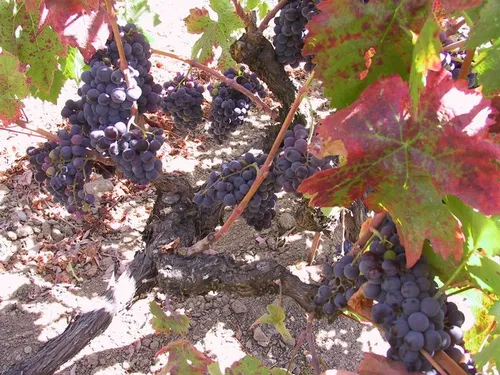 Photo 10 from Winery, 2001
