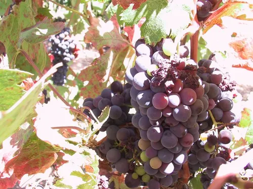 Photo 11 from Winery, 2001