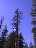 Archival fragment 12 from Yosemite, 2001