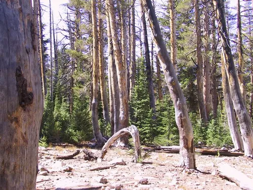 Photo 18 from Yosemite, 2001
