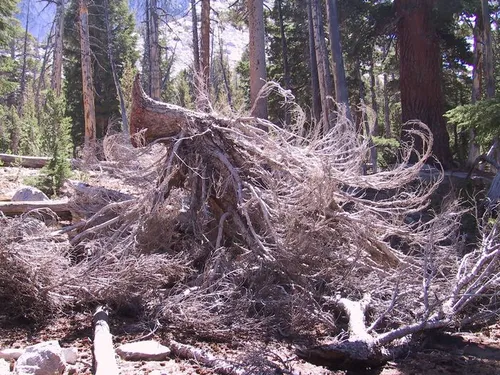 Photo 19 from Yosemite, 2001
