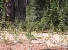 Archival fragment 18 from Yosemite, 2001
